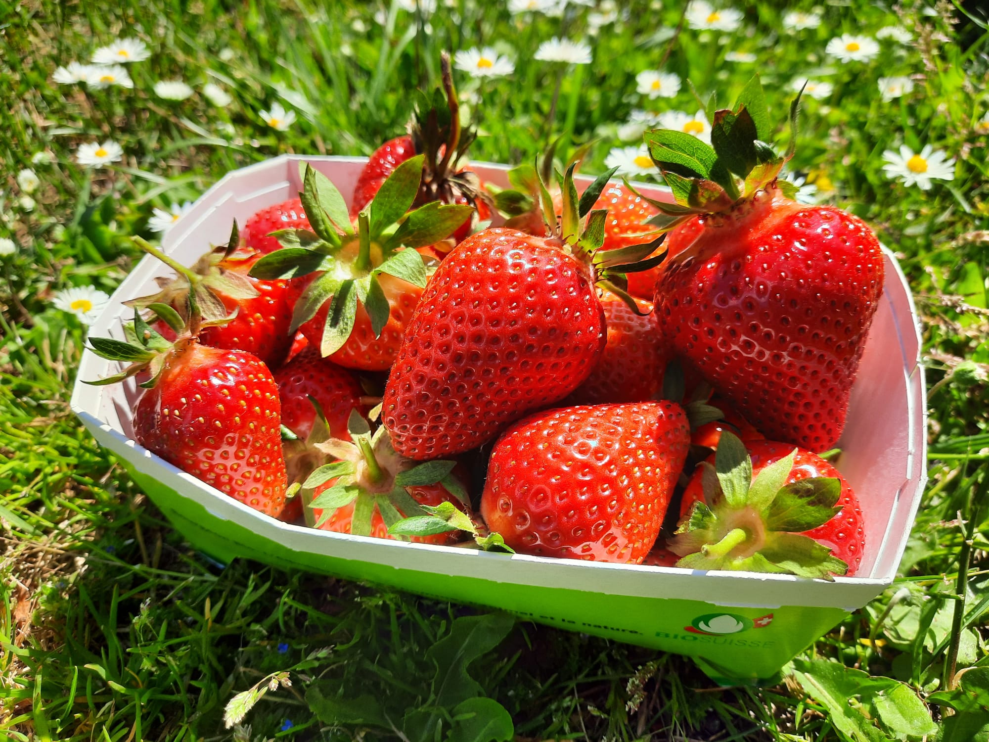 erdbeeren.wiese