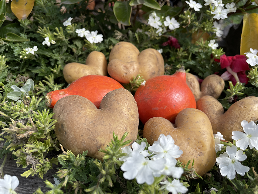 Jetzt Aktuell: Kartoffeln und Kürbisse